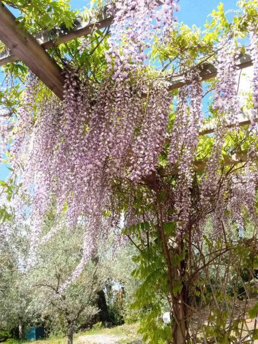 Casa Belvedere -Tranquillita Tra Bosco E Ulivi- Riparbella Bagian luar foto
